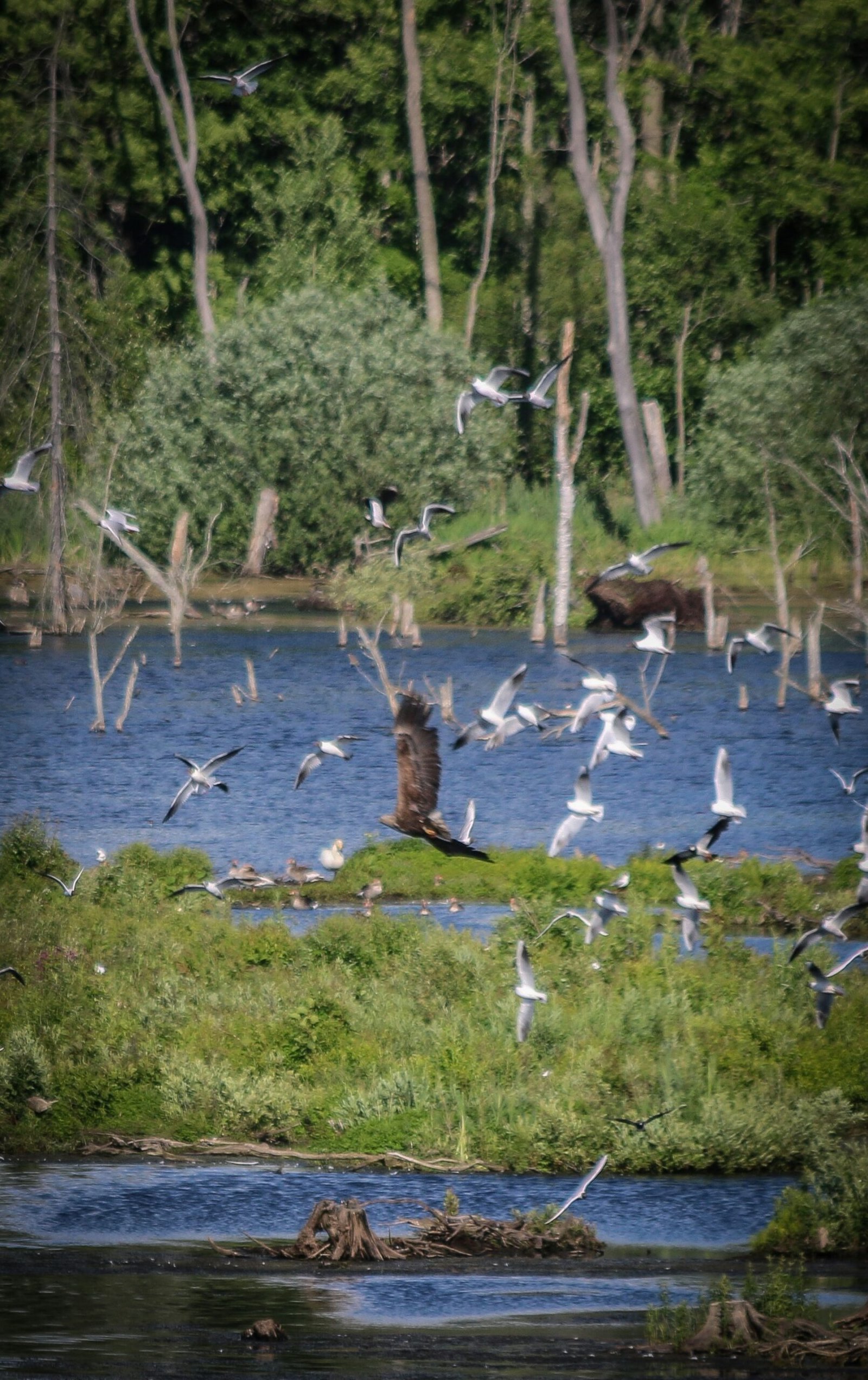 a flock of birds flying over a body of water